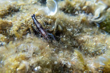 Kapüşonlu karides - (Athanas nitesanları), sualtı makro fotoğrafçılık 