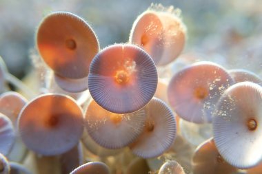 Acetabularia mediterranea - Akdeniz yosunları