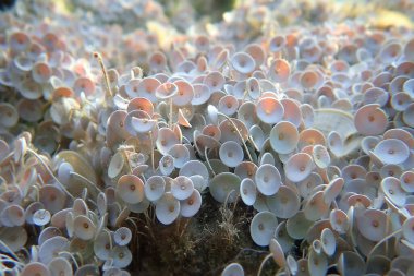 Acetabularia mediterranea - Akdeniz yosunları