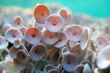 Acetabularia mediterranea - Akdeniz yosunları
