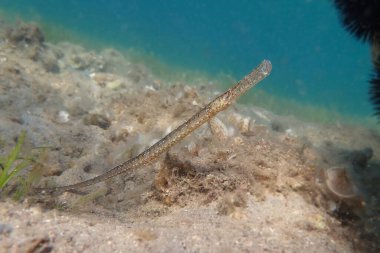 Ege Denizi, Yunanistan deniz tabanındaki bir boru balığının sualtı görüntüsü