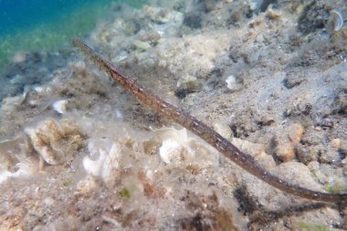 Ege Denizi, Yunanistan deniz tabanındaki bir boru balığının sualtı görüntüsü