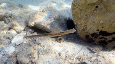 Ege Denizi, Yunanistan deniz tabanındaki bir boru balığının sualtı görüntüsü