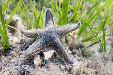 Astropecten spinulosus - Sandy denizyıldızı, sualtı yakın çekim fotoğrafçılığı