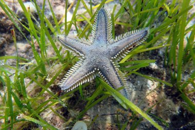 Astropecten spinulosus - Sandy denizyıldızı, sualtı yakın çekim fotoğrafçılığı