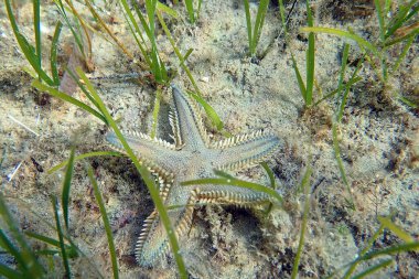 Astropecten spinulosus - Sandy denizyıldızı, sualtı yakın çekim fotoğrafçılığı
