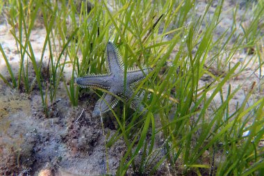 Astropecten spinulosus - Sandy denizyıldızı, sualtı yakın çekim fotoğrafçılığı