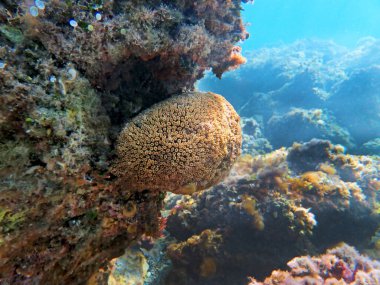 Cladocora caespitosa - yastık uzun polip taşlı mercan, sualtı fotoğrafçılığı
