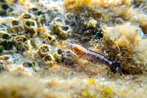 Kapüşonlu karides - (Athanas nitesanları), sualtı makro fotoğrafçılık 