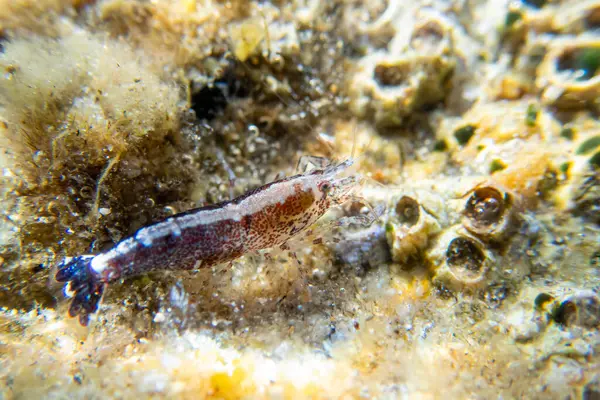 Kapüşonlu karides - (Athanas nitesanları), sualtı makro fotoğrafçılık 