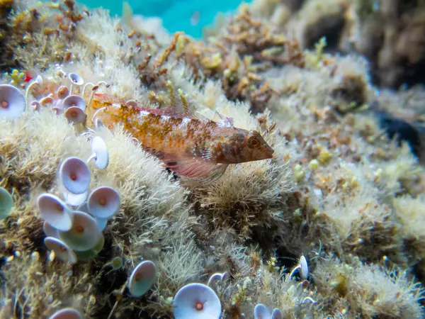 Kırmızı-siyah üçlü yüzgeçli balık - (Tripterygion tripteronotum)