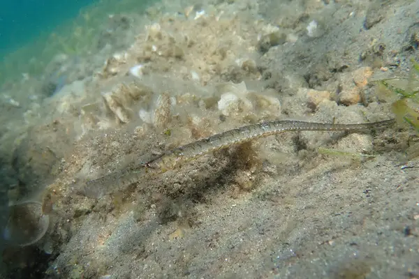 Ege Denizi, Yunanistan deniz tabanındaki bir boru balığının sualtı görüntüsü
