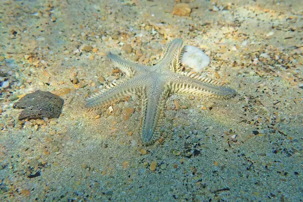 Astropecten spinulosus - Sandy denizyıldızı, sualtı yakın çekim fotoğrafçılığı