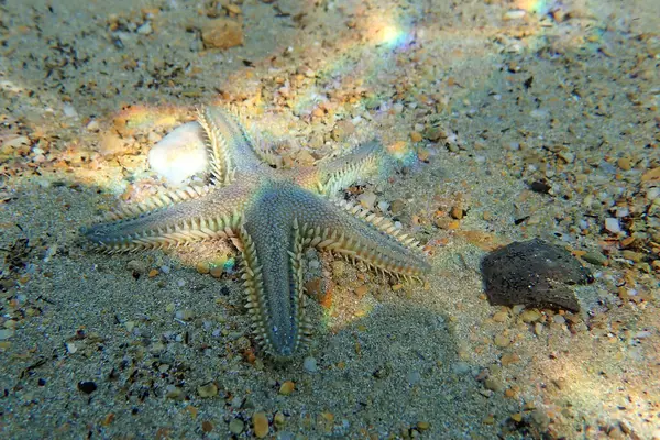 Astropecten spinulosus - Sandy denizyıldızı, sualtı yakın çekim fotoğrafçılığı