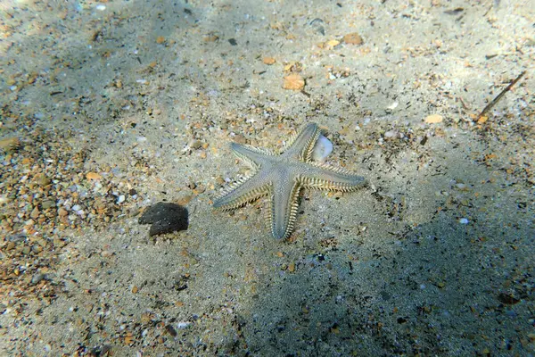 Astropecten spinulosus - Sandy denizyıldızı, sualtı yakın çekim fotoğrafçılığı