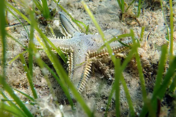 Astropecten spinulosus - Sandy denizyıldızı, sualtı yakın çekim fotoğrafçılığı