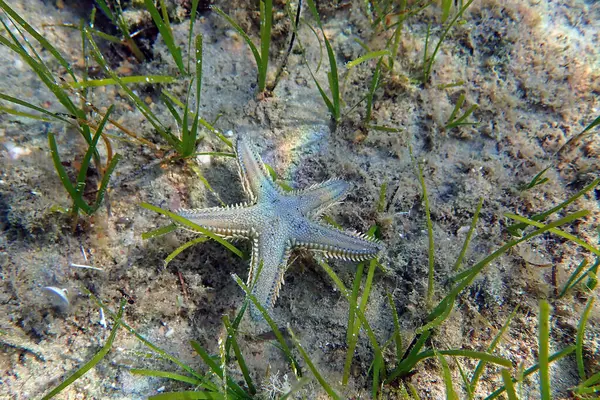 Astropecten spinulosus - Sandy denizyıldızı, sualtı yakın çekim fotoğrafçılığı