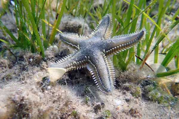 Astropecten spinulosus - Sandy denizyıldızı, sualtı yakın çekim fotoğrafçılığı