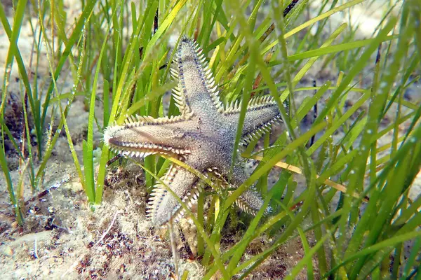 Astropecten spinulosus - Sandy denizyıldızı, sualtı yakın çekim fotoğrafçılığı