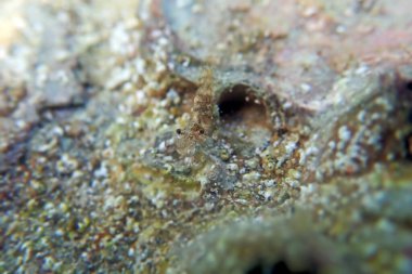 Thor Paschalis 'in nadir bir görüntüsü - Paskalya Karidesi, Akdeniz suları altında