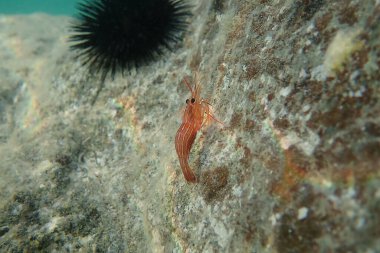 Lysmata seticaudata - Akdeniz Nane Şekeri Karidesinin Sualtı Fotoğrafları