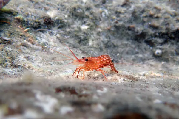 Lysmata seticaudata - Akdeniz Nane Şekeri Karidesinin Sualtı Fotoğrafları