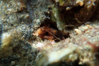 Akdeniz Diş Kapan Karidesi - (Alpheus tanımları))