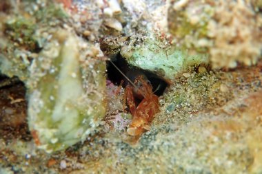 Akdeniz Diş Kapan Karidesi - (Alpheus tanımları))