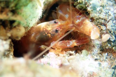 Akdeniz Diş Kapan Karidesi - (Alpheus tanımları))