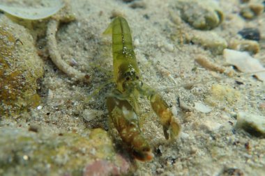 Akdeniz Diş Kapan Karidesi - (Alpheus tanımları))