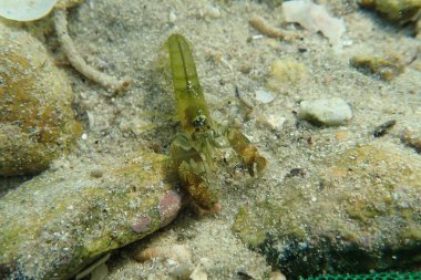 Akdeniz Diş Kapan Karidesi - (Alpheus tanımları))