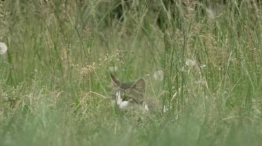 Çimenlerin arasına saklanmış kedi avlanmaya hazır.