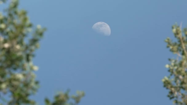 Księżyc Dzień Pośród Drzew — Wideo stockowe