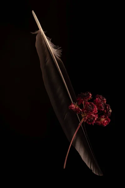 Поэтический Натюрморт Захват Сушеных Цветов Перьев Черном Фоне — стоковое фото