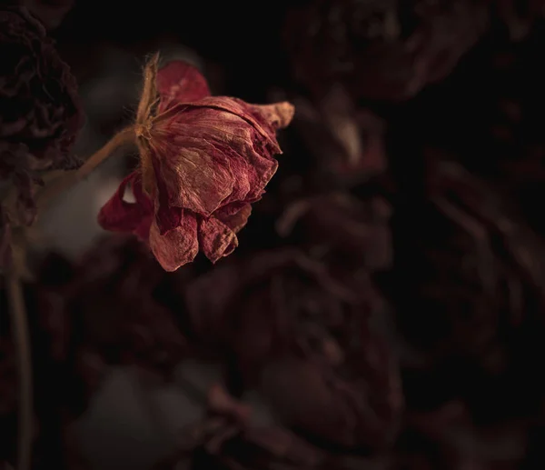 Červená Sušená Květina Černém Pozadí Měkké Ostření Abstraktní Zachytit — Stock fotografie