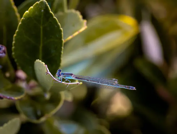 stock image Close up capture of blue dragonfly