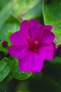 Mor günlük çiçek Mirabilis Jalaba 'nın yakın çekimi
