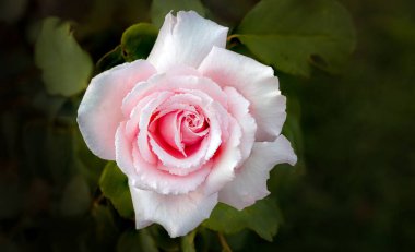 Nazik taç yapraklı pembe gülün makro görüntüsünü kapat.