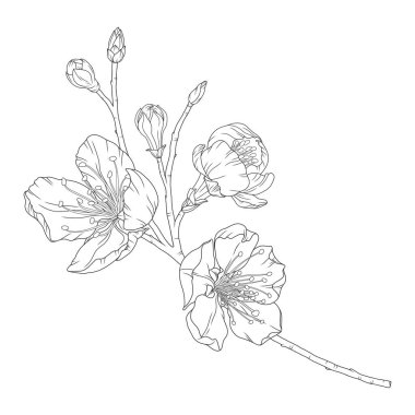 Çiçekleri ve tomurcukları olan kayısı dalı, vektör çizimi. Bahar meyvesinin çiçek açan dalının çizimi, çizgi sanatı tarzı.