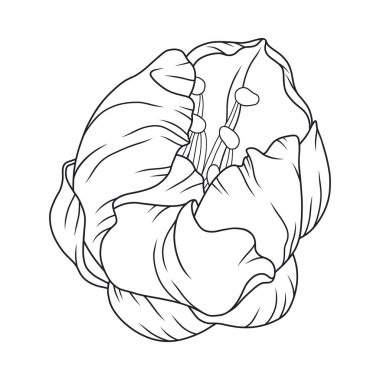 Güzel kayısı çiçeği tomurcuğu, zarif ince çizgi. Japon sakura çiçeği. El çizimi kiraz çiçeği çizimi, taslak. Vektör illüstrasyonu