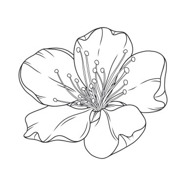 Güzel kayısı çiçeği, zarif ince çizgi. Japon sakura çiçeği. El yapımı kiraz ya da şeftali çiçeği eskizi, taslak. Vektör illüstrasyonu