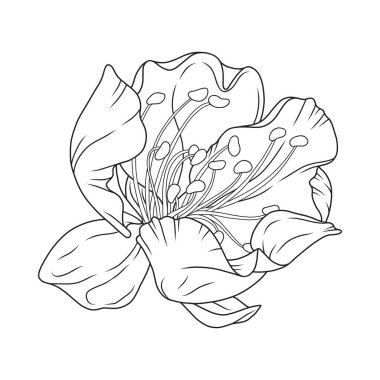 Güzel kayısı çiçeği, zarif ince çizgi. Japon sakura çiçeği. El yapımı kiraz ya da şeftali çiçeği eskizi, taslak. Vektör illüstrasyonu