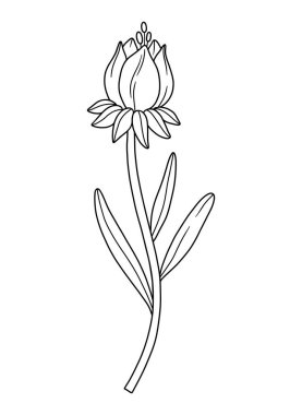 Kapalı kır çiçeği tomurcuğu, çizgi sanatı tarzı. Çiçek açan yabani bitkiler, çayır çiçekleri, hatlar. Tasarım projeleri için botanik unsurlar, mürekkep taslağı. Ayrıntılı çiçek vektör illüstrasyonu