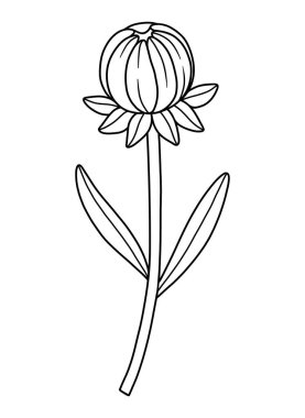 Kapalı kır çiçeği tomurcuğu, çizgi sanatı tarzı. Çiçek açan yabani bitkiler, çayır çiçekleri, hatlar. Tasarım projeleri için botanik unsurlar, mürekkep taslağı. Ayrıntılı çiçek vektör illüstrasyonu