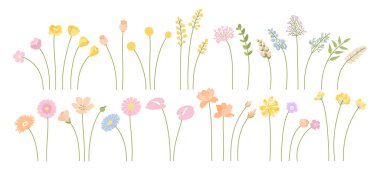 Bir dizi narin kır çiçeği. Çayır otları ve yabani bitkiler. Vektör çizimi. Tasarım projelerinde kompozisyonlar için bireysel çiçekler