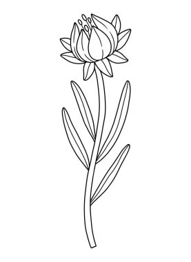 Anterli yaban çiçeği tomurcuğu, çizgi sanatı tarzı. Çiçek açan yabani bitkiler, çayır çiçekleri, hatlar. Tasarım projeleri için botanik unsurlar, mürekkep taslağı. Ayrıntılı çiçek vektör illüstrasyonu