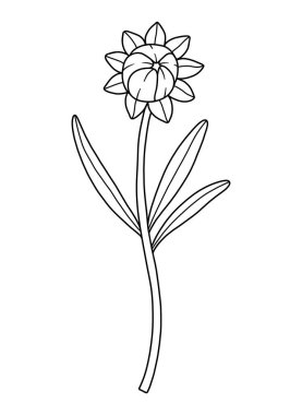 Kapalı kır çiçeği tomurcuğu, çizgi sanatı tarzı, siyah renk. Çiçek açan yabani bitkiler, çayır çiçekleri, hatlar. Tasarım projeleri için botanik unsurlar, mürekkep taslağı. Ayrıntılı çiçek vektör illüstrasyonu