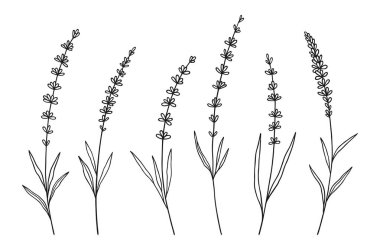 Beyaz arka planda siyah çizgili lavanta çiçeği seti. El yapımı çiçekler ve yapraklar. Vahşi bitkiler ve tasarım projeleri için botanik elementler. Vektör illüstrasyonu