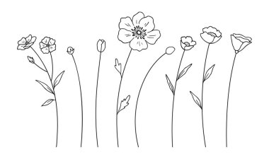 Yaban çiçekleri ve tomurcuklar seti, siyah çizgili sanat tarzı, beyaz arka plan. Elle çizilmiş çeşitli çiçek ve yapraklar. Tasarım projeleri için yabani bitkiler. Vektör illüstrasyonu