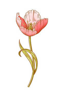 Lale, beyaz arka planda izole edilmiş pembe çiçek. Paskalya, Anneler Günü ya da Kanada Lale Festivali için güzel bahar çiçekleri. Tasarım için vintage eleman çiziyorum. Vektör illüstrasyonu